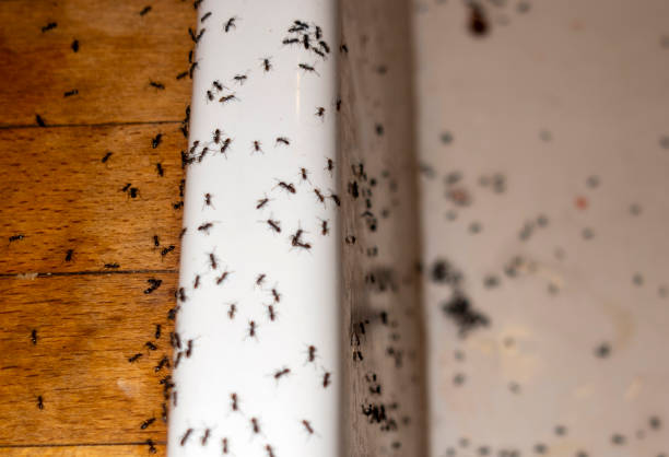 Best Mosquito Control Services  in Chandler, OK