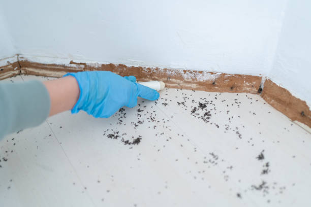 Professional Pest Control in Chandler, OK